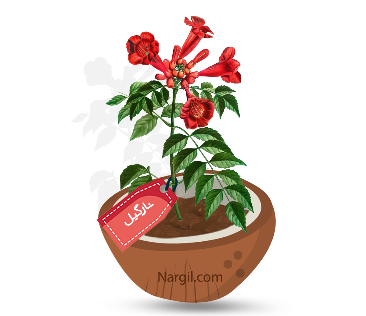  Nargil - trumpet vine